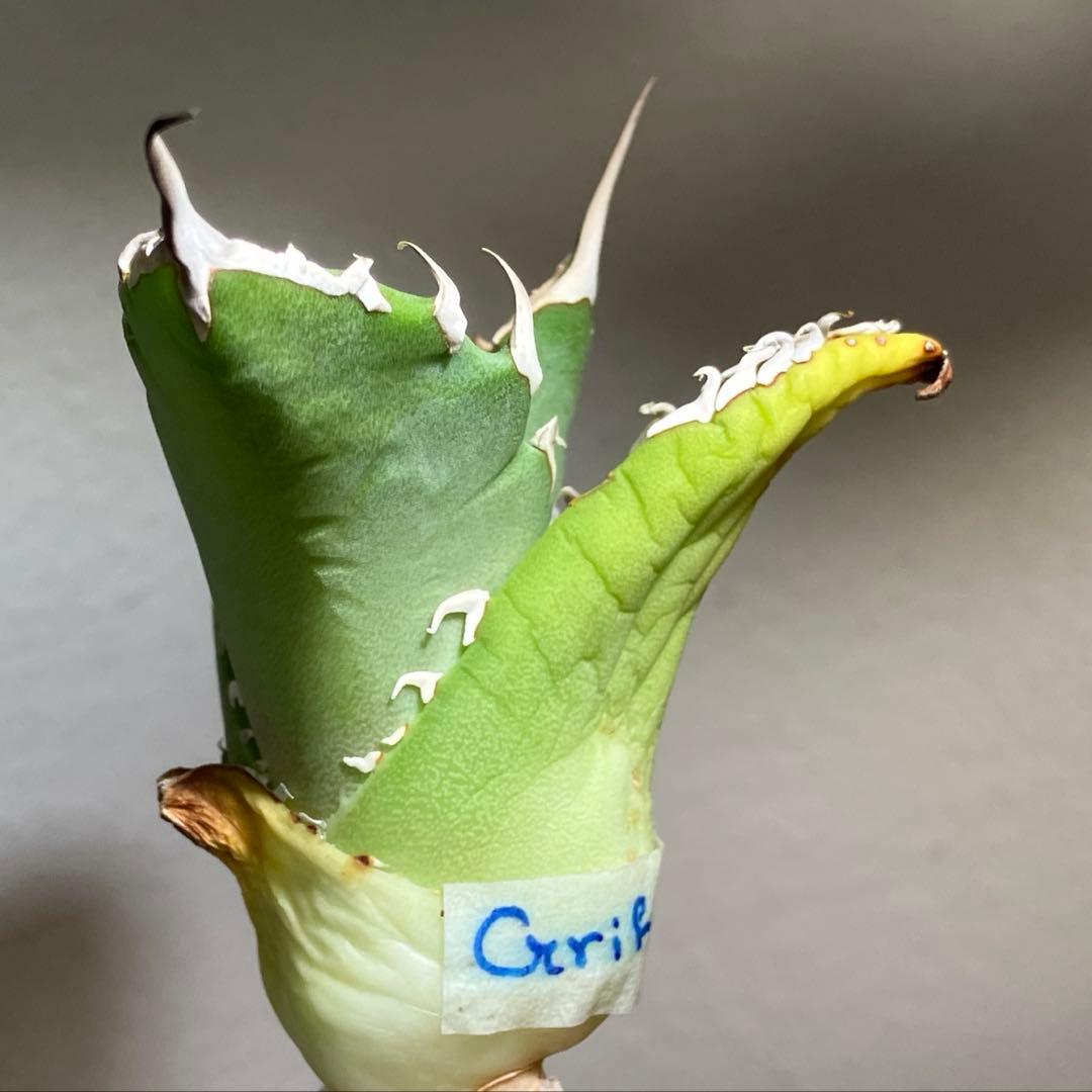 匿名配送【初売り】22 激レア　REZA産　イラン　アガベ　Griffin SP