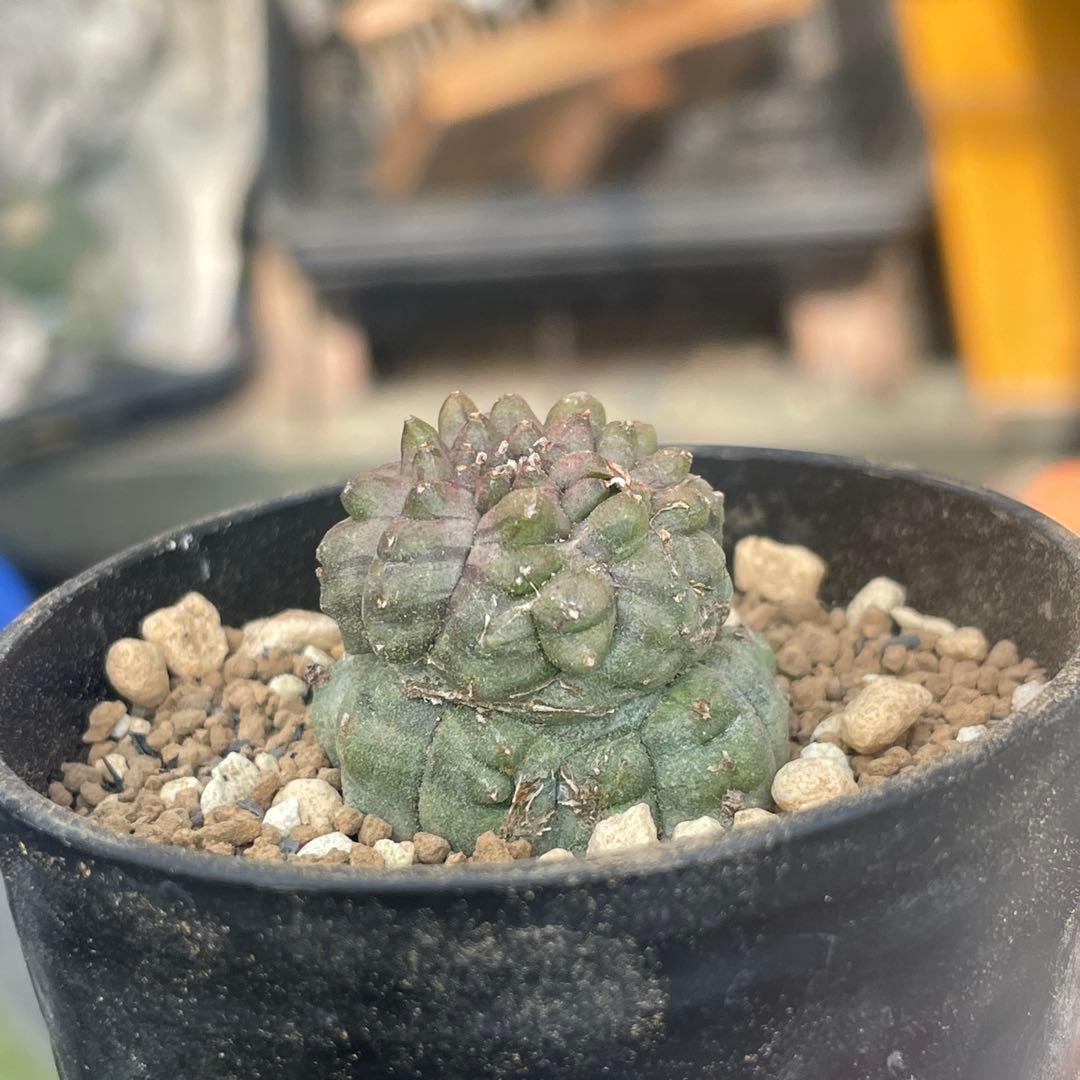 亀甲オベサ レアな植物 ユーフォルビア オベサ - メルカリ