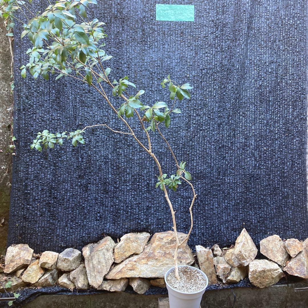 山採り アセビ 馬酔木 約170センチ - メルカリ