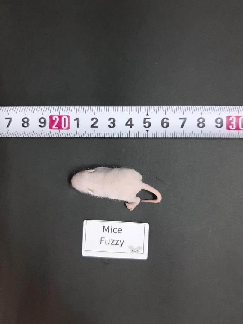 ★みーちゃん★国産冷凍マウス ファジー 30匹 アダルトLL30匹