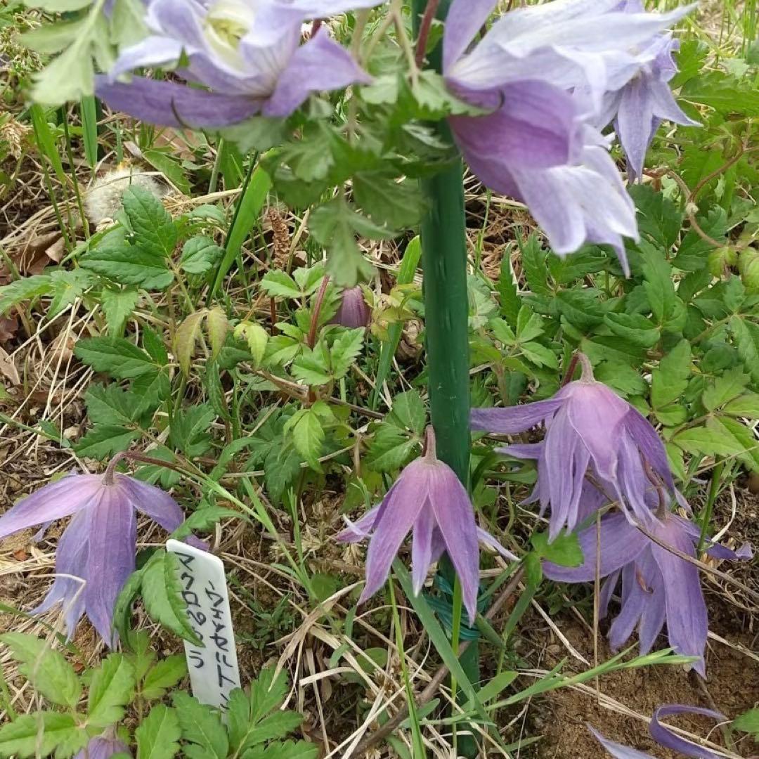 405 ＊アトラゲネ系クレマチス（マクロベタラウェッセルトン）1年苗