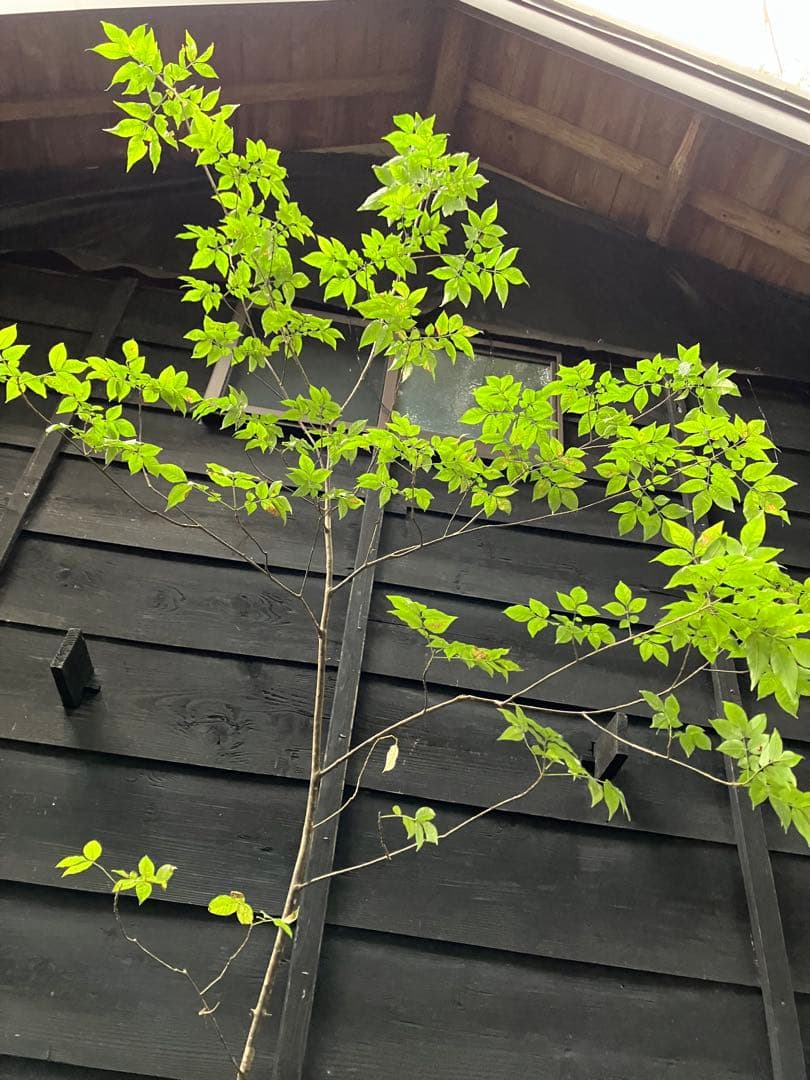 91 山採り アオダモ ミヤマガマズミ付き