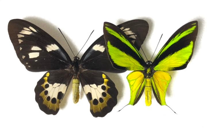 わっ君様専用 ヒレオトリバネアゲハ 蝶 昆虫 標本 - メルカリ