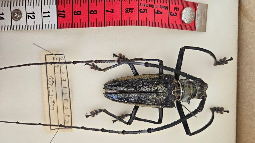 週末セール【希少年代物】ウォーレスシロスジカミキリ 標本 - メルカリ