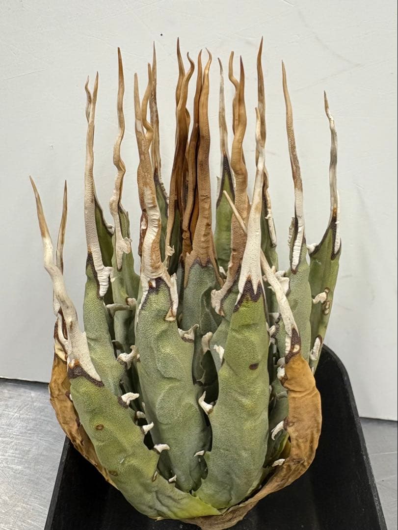 ウ*ロ様 福袋 ビカクシダ 9株