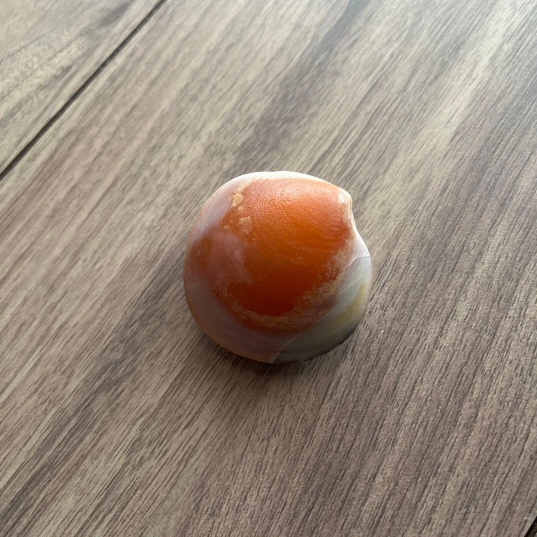 イセシラガイ 化石 方解石 置換化石 広島市中区八丁堀 - メルカリ