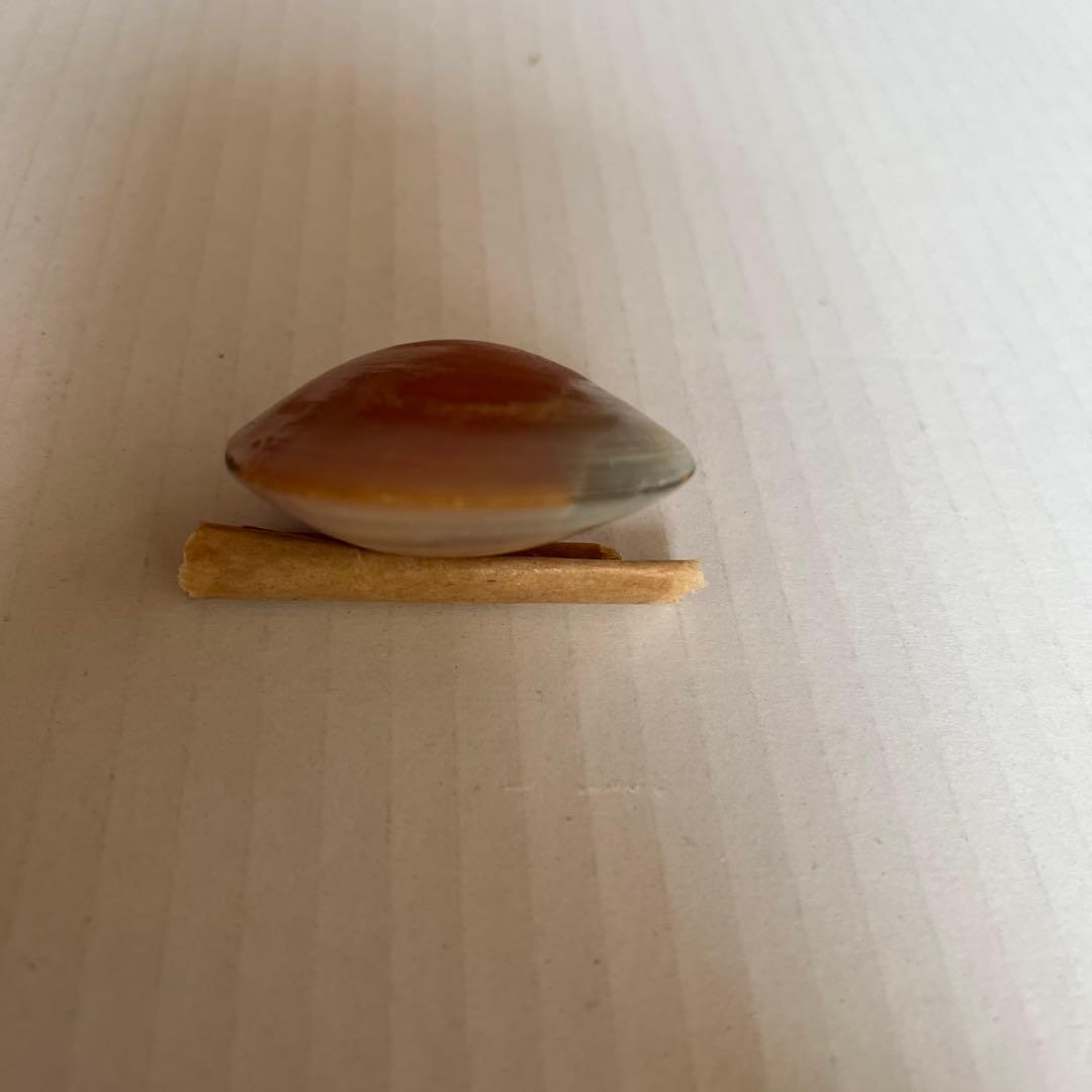 イセシラガイ 化石 方解石 置換化石 広島市中区八丁堀 - メルカリ