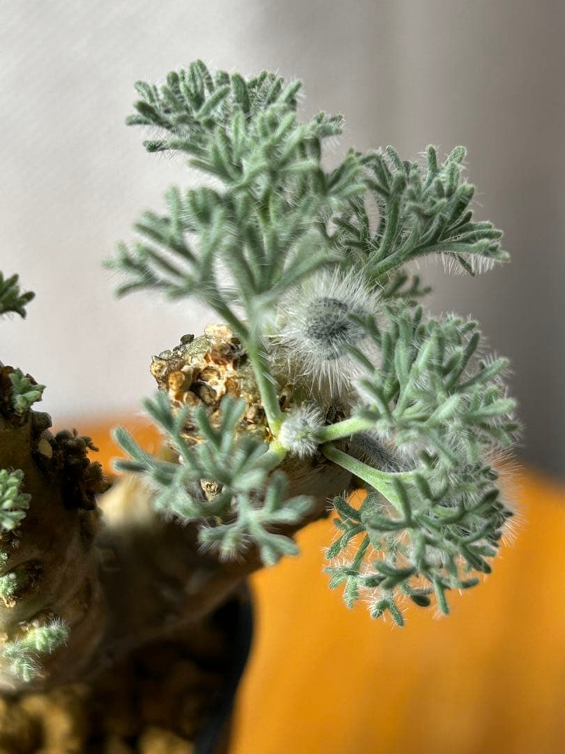 良型発根2サルコカウロン ムルチフィズム モンソニア ムルチフィダ