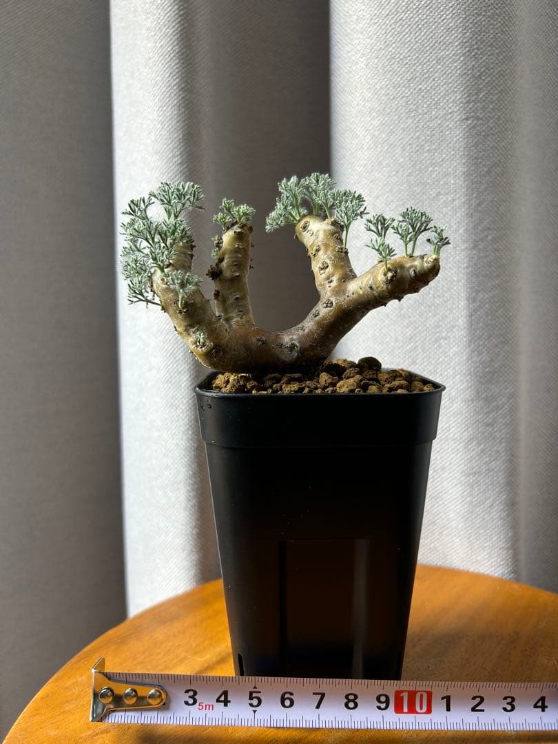 良型発根2サルコカウロン ムルチフィズム モンソニア ムルチフィダ