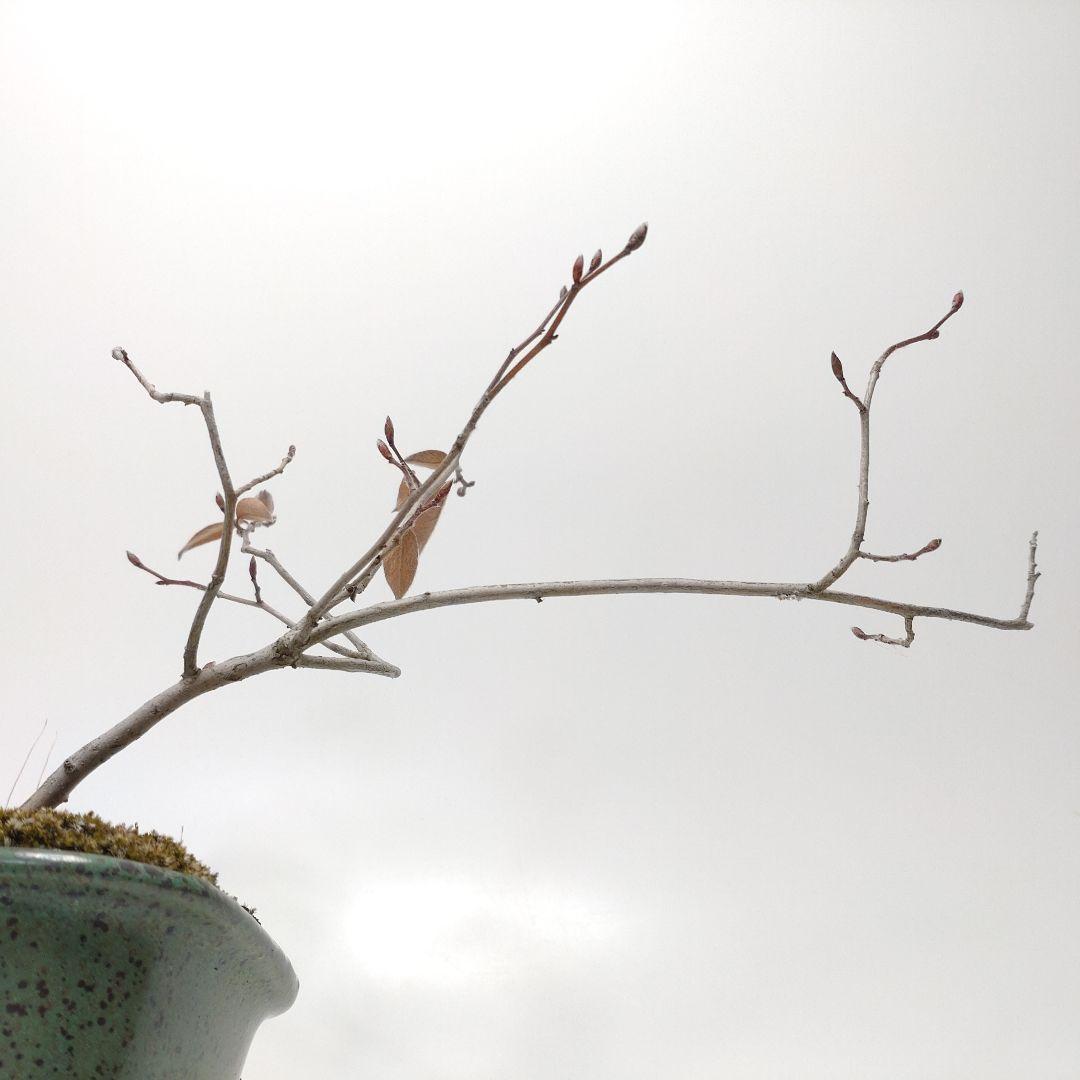 瑞祥か九重松（幹根元直径約15センチ）盆栽持ち込み古い