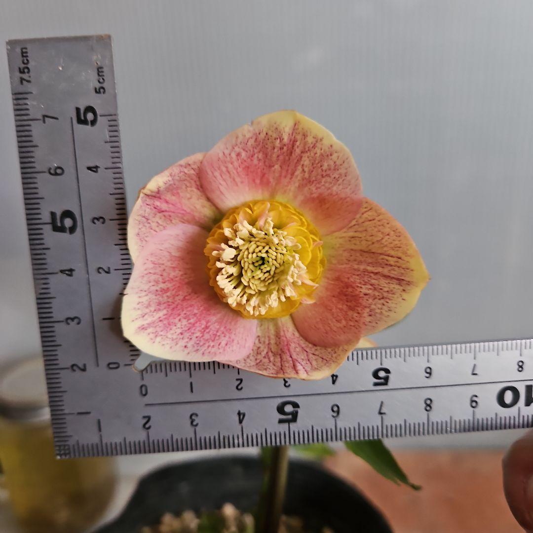 夕映え様ご購入苗㉖-207㉖-244クリスマスローズ - 花新 モデル