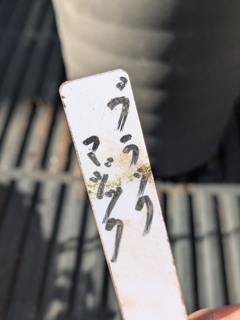 漆黒極上個体】広瀬園芸 クリスマスローズ ブラックマジックdd - メルカリ