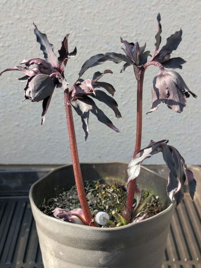 漆黒極上個体】広瀬園芸 クリスマスローズ ブラックマジックdd - メルカリ