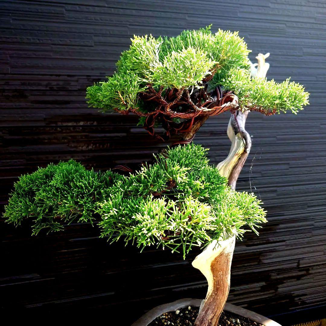 糸魚川 真柏 大品 山木 - メルカリ