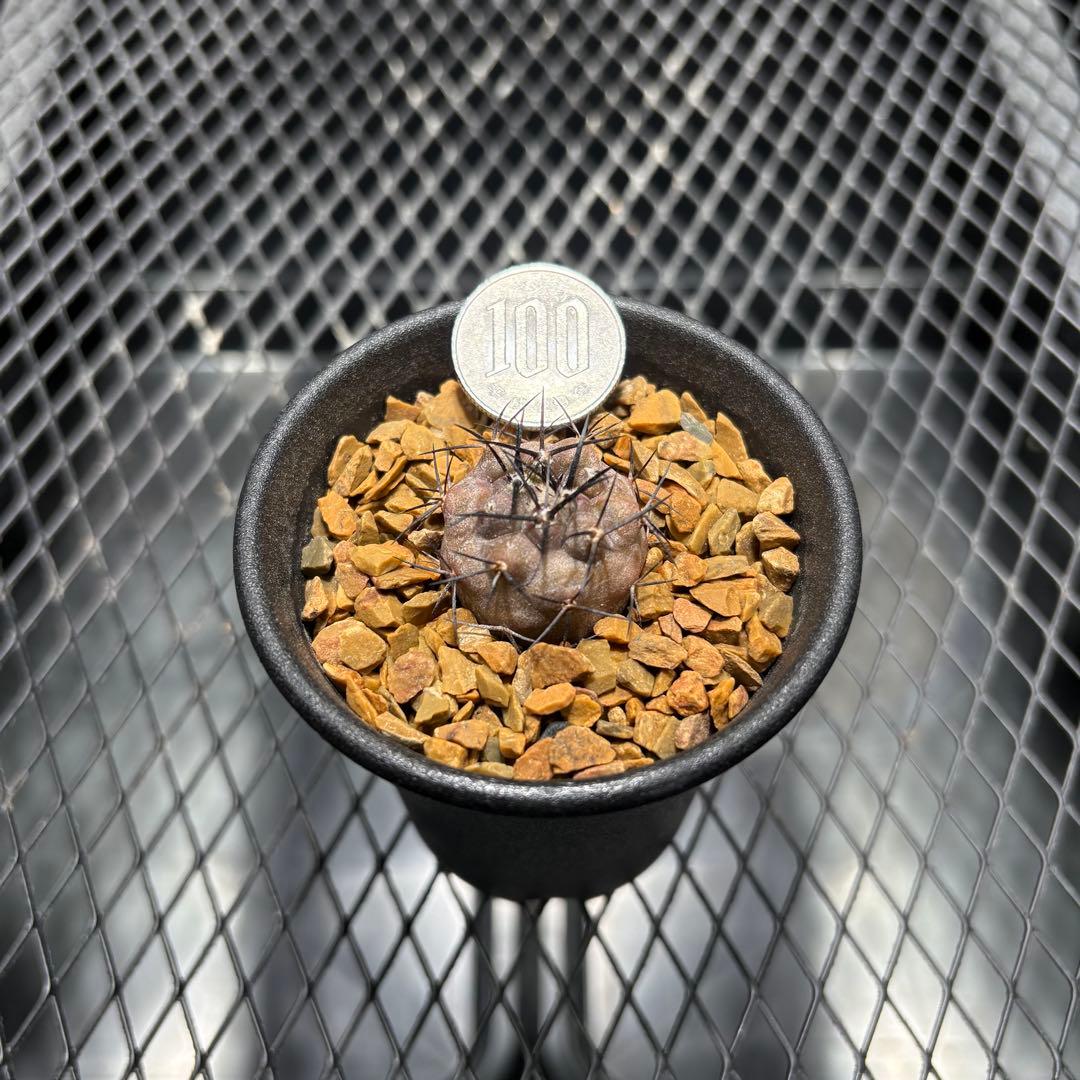 コピアポア シネレア 黒王丸 実生 - メルカリ