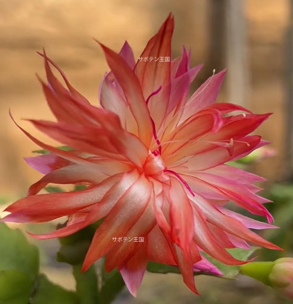 デンマークカクタス シャコバサボテン ピンクのスカート 葉挿し 1634