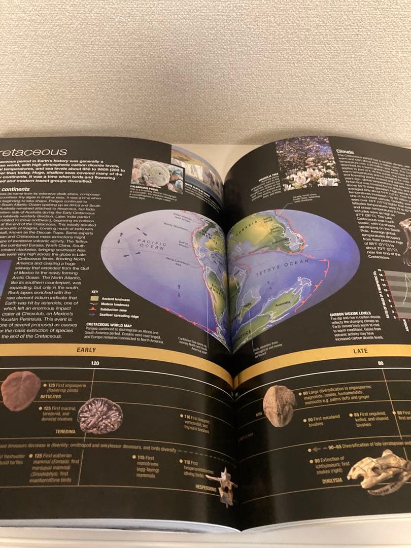 洋書多読 図鑑など7冊 恐竜 鉱物 古生物encyclopedia 人体 - メルカリ