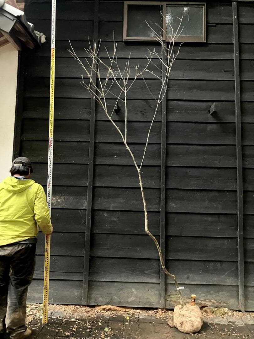 82 山採り アオダモ - メルカリ