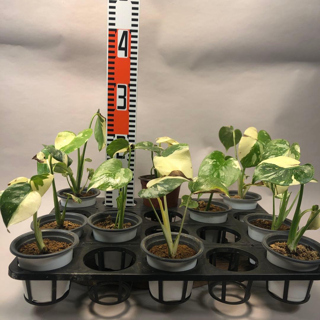 10株セットms57訳あり【特別選抜】モンステラ・タイコンステレーション