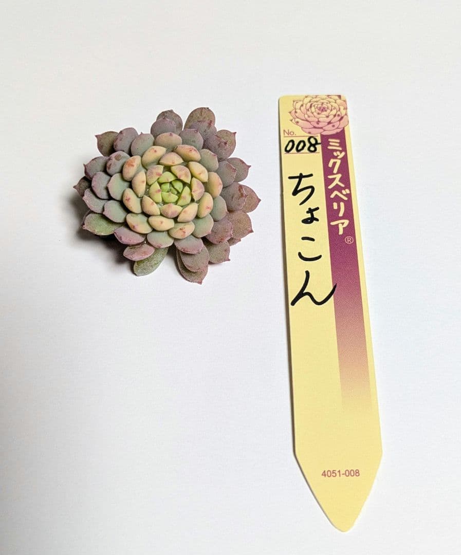 多肉植物 おらいさん苗 ミックスベリア ちょこん♥ カット苗 札なし