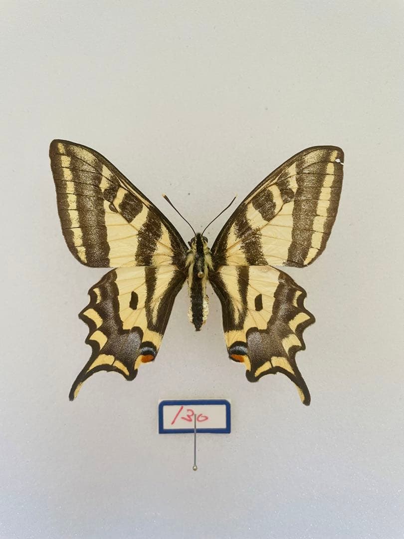 最終価格‼️ミドリメガネトリバネアゲハ♂♀標本☆オーストラリア産