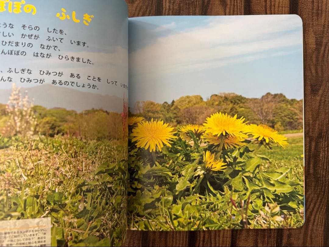 たんぽぽの絵本 キンダーブックしぜん ちいさなかがくのとも なんでも