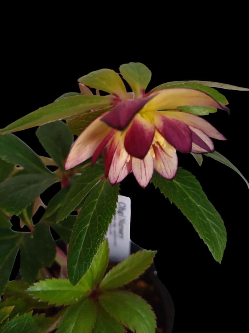 クリスマスローズ ムルチ系オーレア - メルカリ