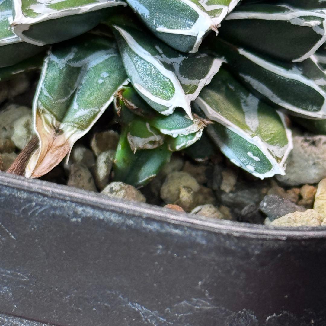 笹の雪 明峰富士 ロウルサンコ 超矮性 子株 - メルカリ