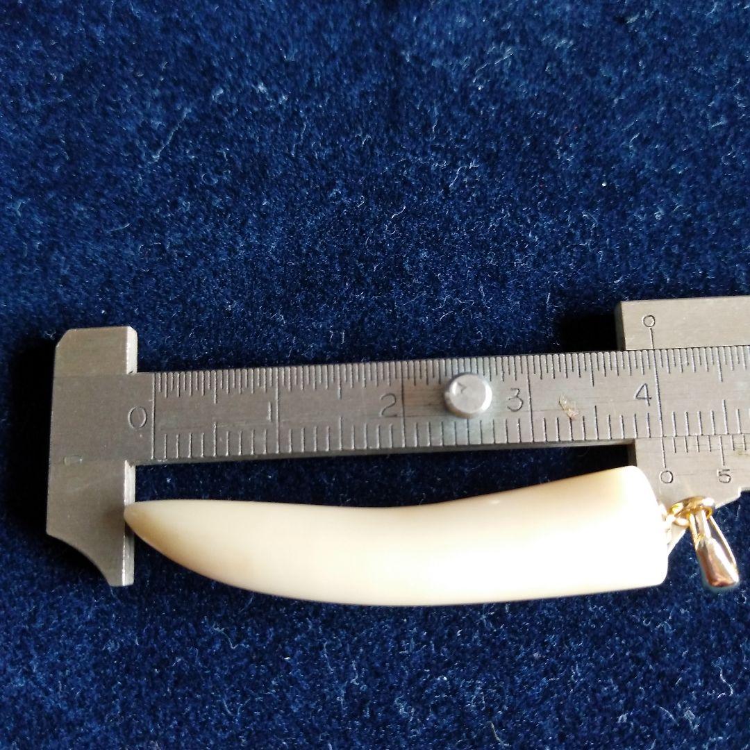 値下げ】鯨歯 マッコウクジラ 牙ペンダントトップ ① - メルカリ