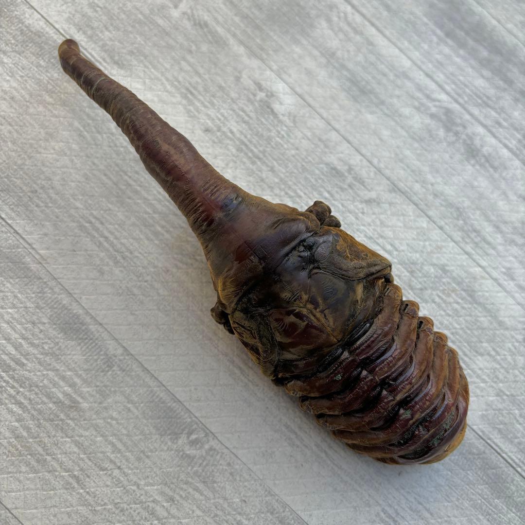 ヘラクレスオオカブト ヘラクレスヘラクレス 標本用 昆虫 蛹 全長196mm