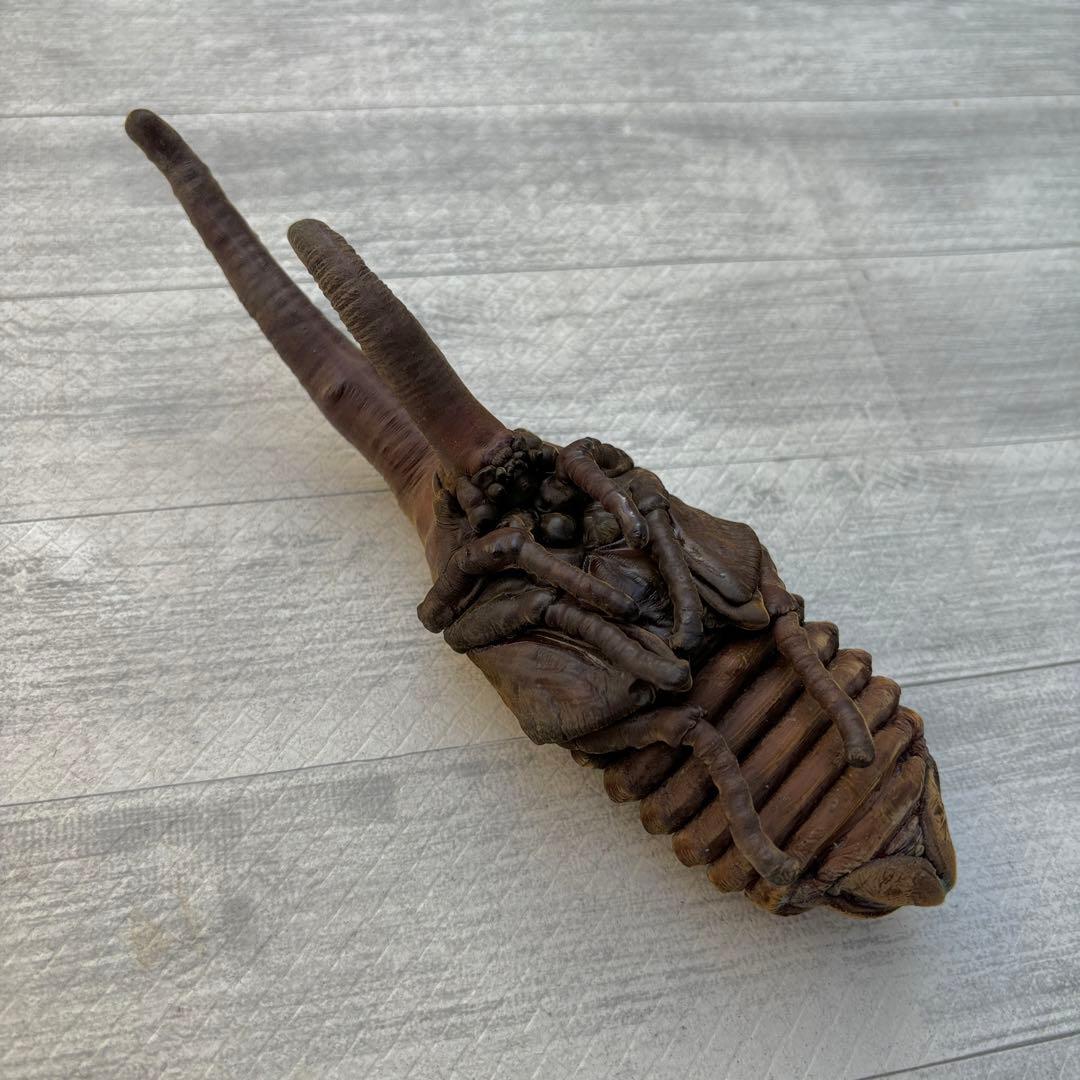 ヘラクレスオオカブト ヘラクレスヘラクレス 標本用 昆虫 蛹 全長196mm