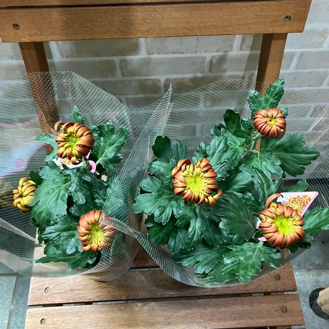 ポットマム フエゴ 4号ポット 鉢花 花苗 菊 - メルカリ