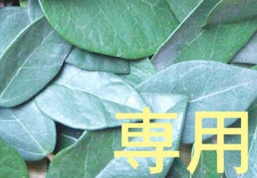 28日（月） 20時迄【リピート くるみ】 OG EA 15ml CP 500w_500h.jpg