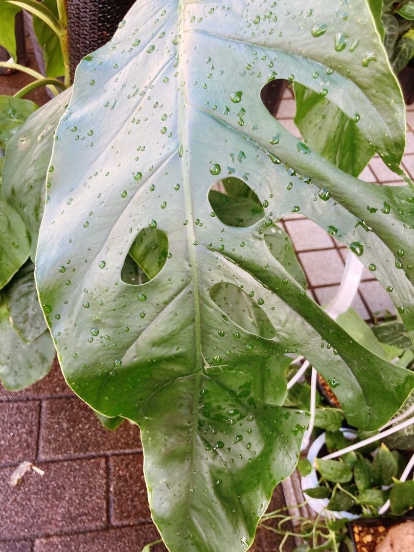 モンステラ デュビア 希少 送料無料