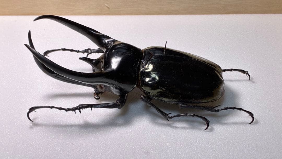 少年時代さん専用ディディウスモルフォ1 144mm+ヘレナモルフォ116mm