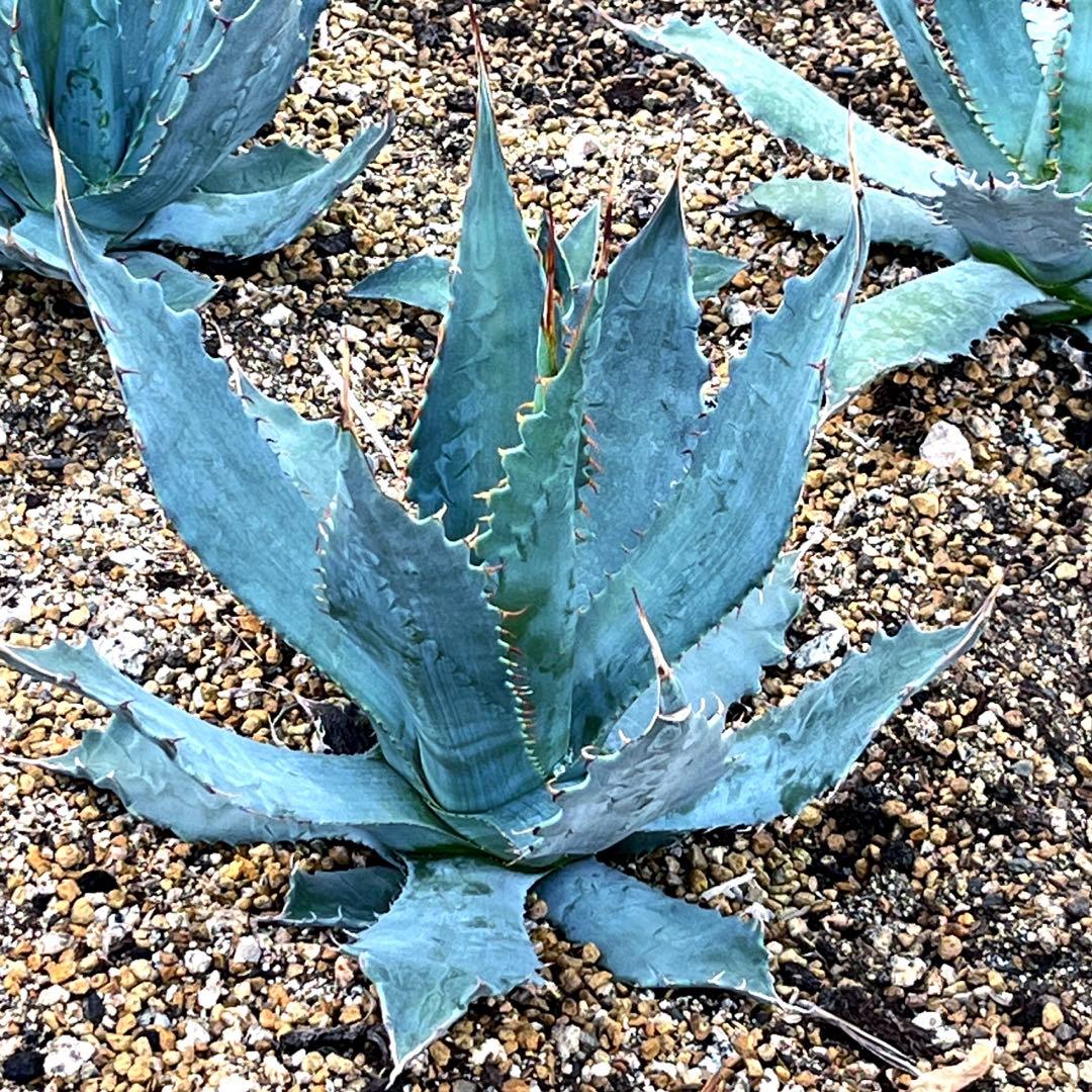 アガベ ワコマヒー 中大株 - メルカリ