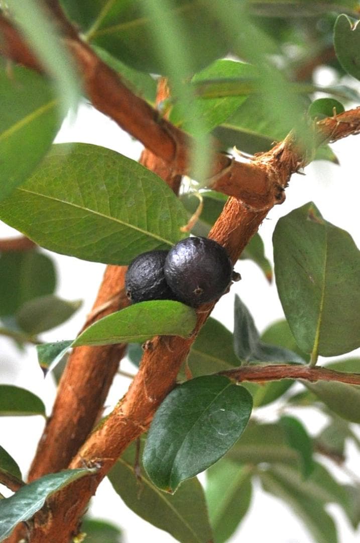 花芽付き ジャボチカバ 10号 160cm 大葉 四季生り - メルカリ