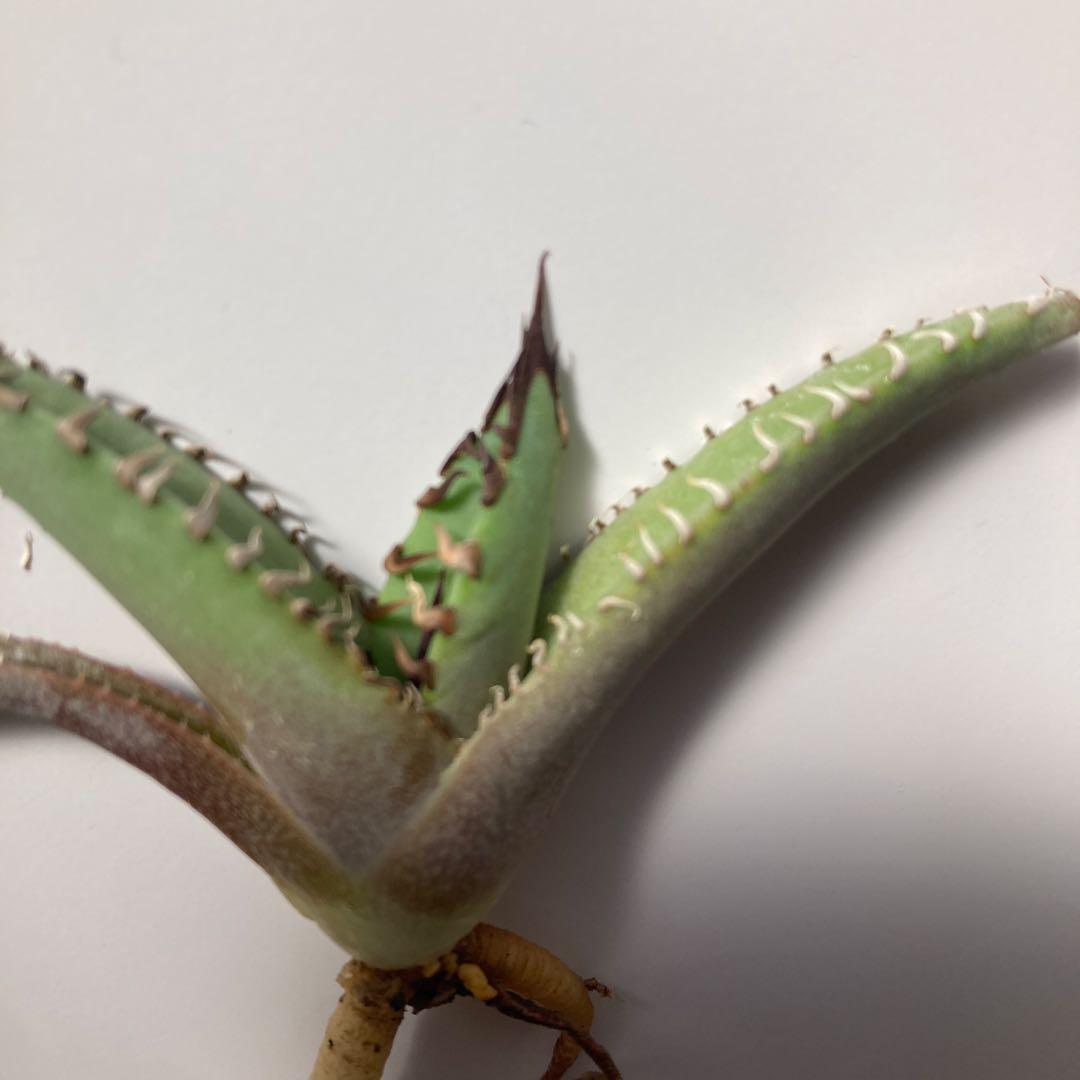 Hidden Agave アガベ ホワイトファング ジェレミーUS株 - メルカリ