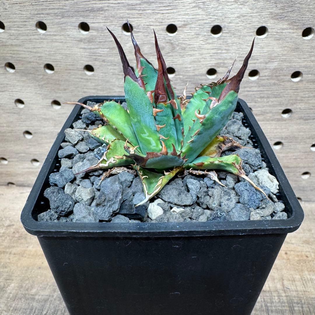 アガベ ハイブリッド bb エボリスピナ - メルカリ