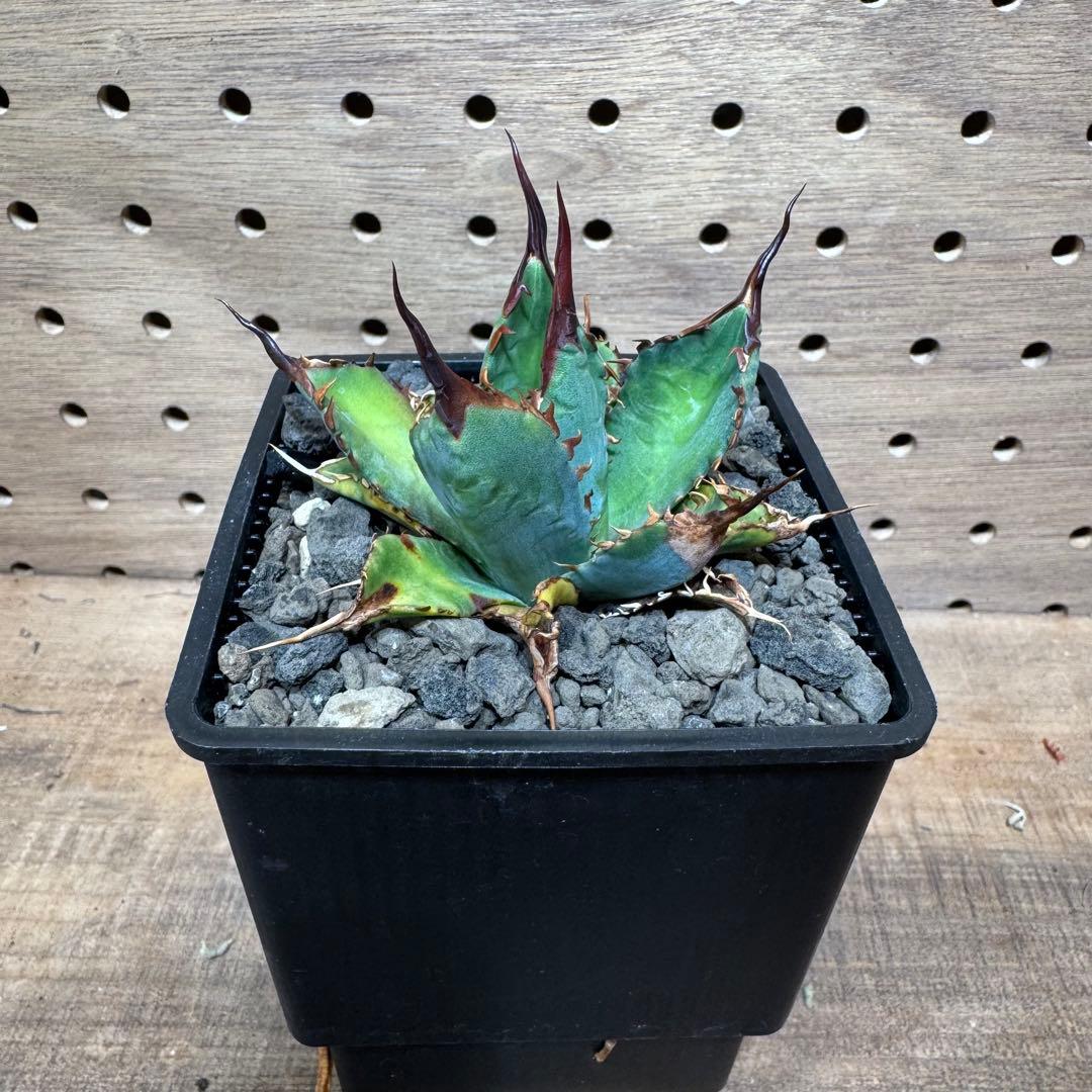 アガベ ハイブリッド bb エボリスピナ - メルカリ