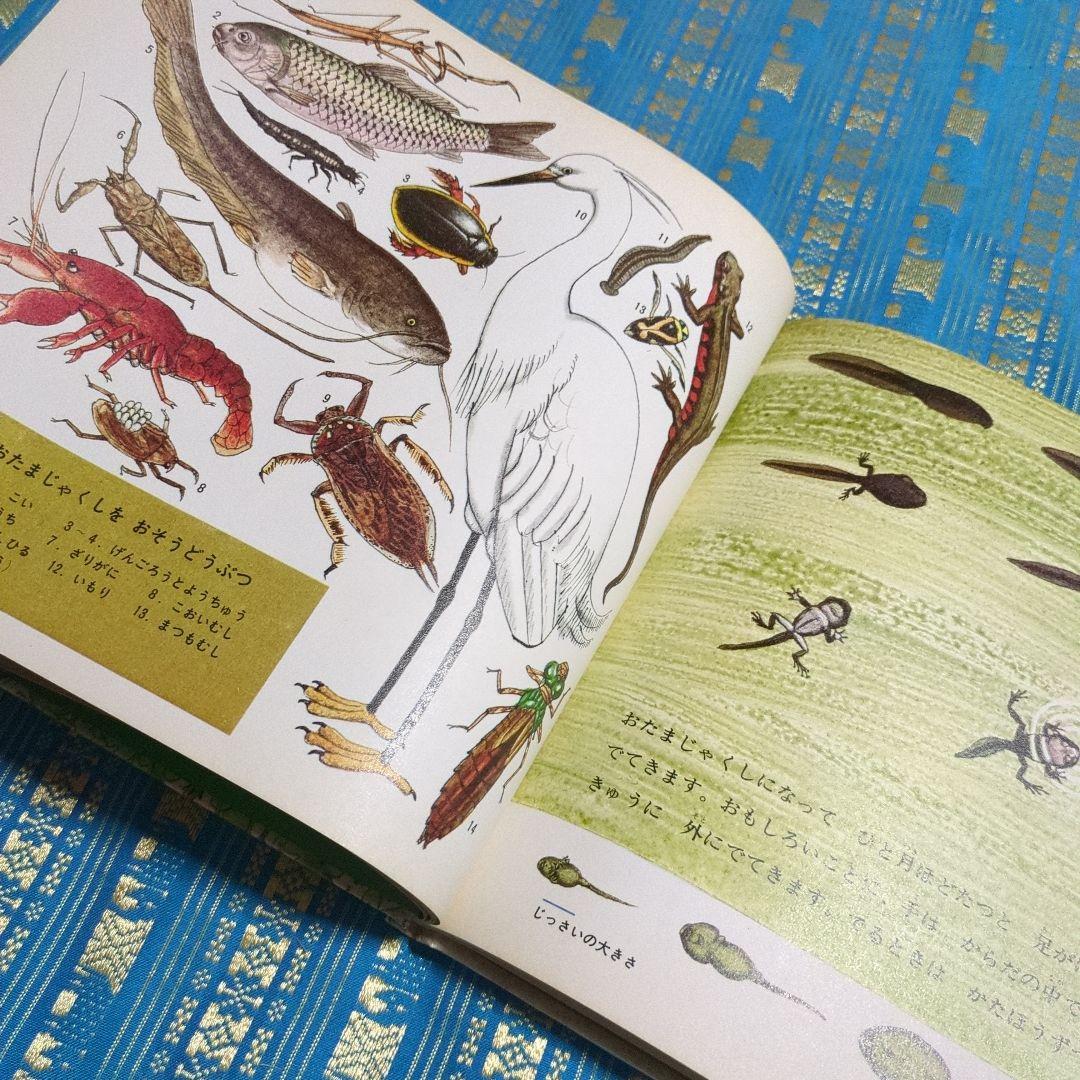 初版 絶版 ひきがえる 絵本 福音館書店 1976年 - メルカリ