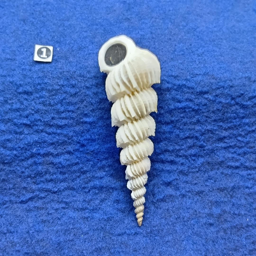 ①-1貝標本ヤエバイトカケ（蓋付：胴太型） ①-1貝標本ヤエバイトカケ（蓋付：胴太型） ①-1貝標本ヤエバイトカケ