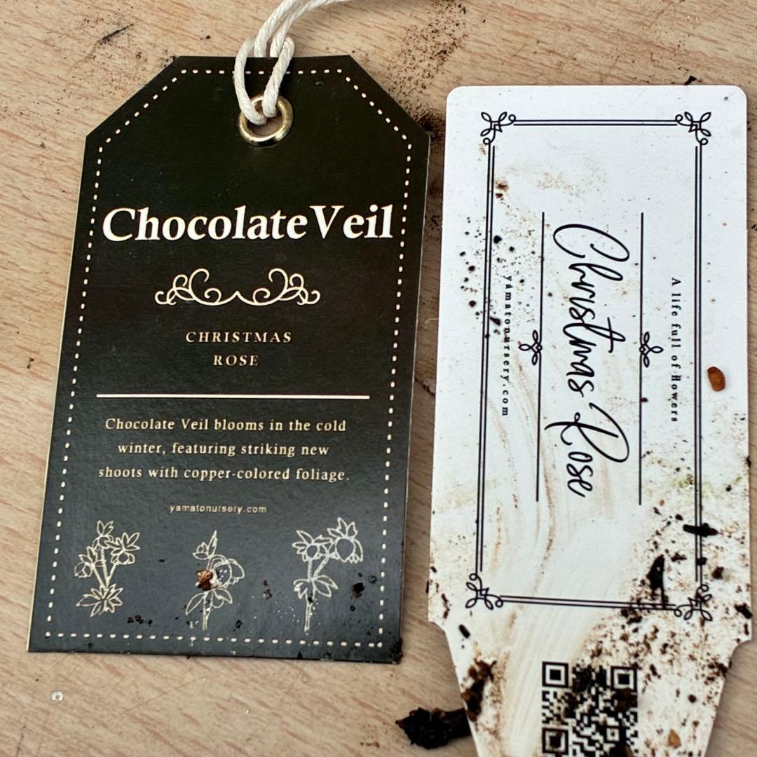 ち*ん様 ☘️ラスト2☘️タグ付き☘️新葉ワサワサ3279⭐️NEW⭐️Choc