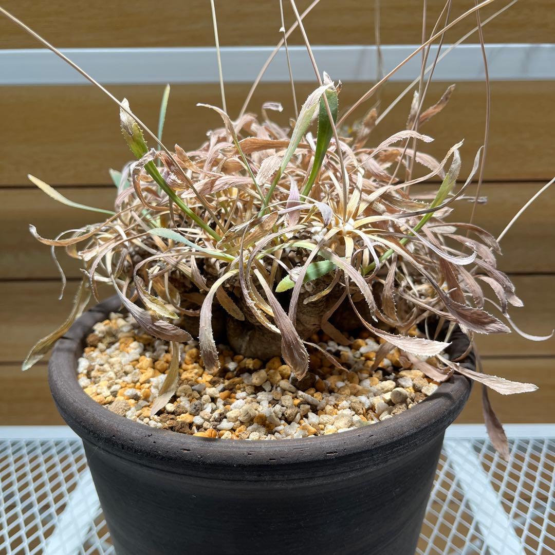 オトンナ・レトロルサ 塊根植物 コーデックス - メルカリ