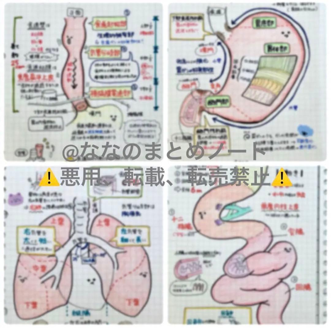 A4サイズ】解剖生理+重要項目+頻出疾患まとめノート 3セット - メルカリ