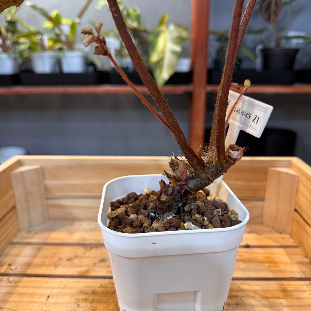 21 ベゴニア フェロックス 激レア トゲトゲ 希少植物 - メルカリ
