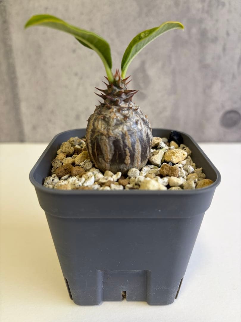 国内実生株 パキポディウム ウィンゾリー③ - メルカリ