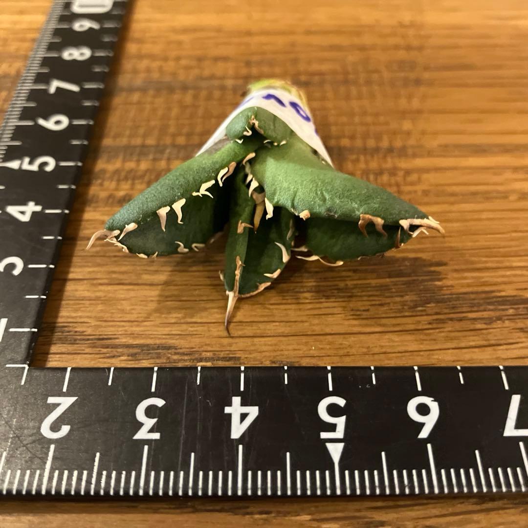 K*N様 オークション【GW限定】③匿名配送 イラン株 REZA産 アガベ No