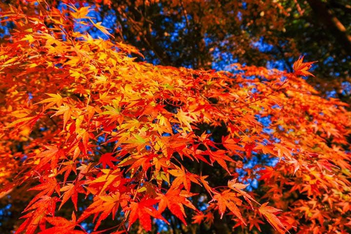 名玉カールツァィス　SAL2470Z 程度良し！