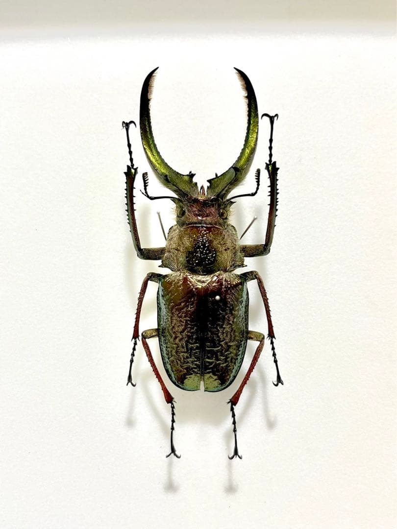 フェイスタメルシワバネクワガタ 78mm 標本 - メルカリ